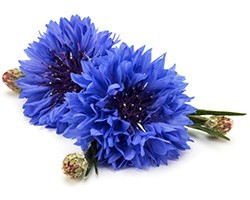 Le Bleuet