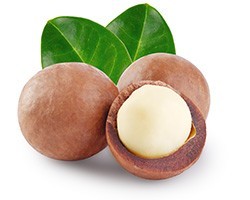 Macadamia