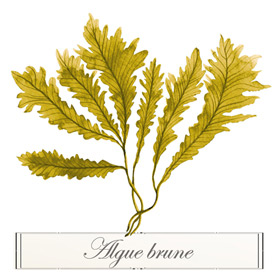 Algue Brune