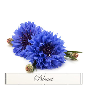 Cornflower