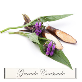 Great Comfrey