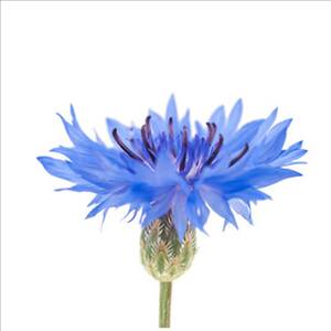 Le Bleuet est l’ingrédient préféré des yeux sensibles.
Apaisant et décongestionnant, il détend et prend soin de vos paupières et de votre contour des yeux.
Retrouvez-le dans nos démaquillants yeux et nos soins des yeux.

Et vous qu’utilisez-vous pour prendre soin des vos yeux sensibles et fatigués?

#yeuxsensibles #hautetolérance #eye_care_cosmetics